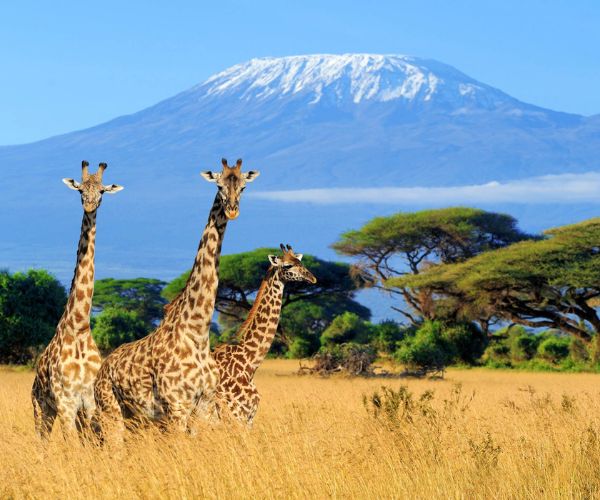 Tanzania Safaris